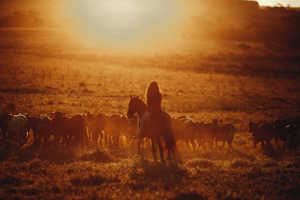 silhouette of people riding horses during sunset