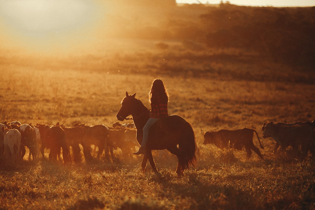 silhouette of horses on grass field during sunset