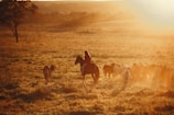 An Idaho rancher on horseback herding cattle across a wide open grassy plain at dusk.