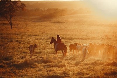 An Idaho rancher on horseback herding cattle across a wide open grassy plain at dusk.