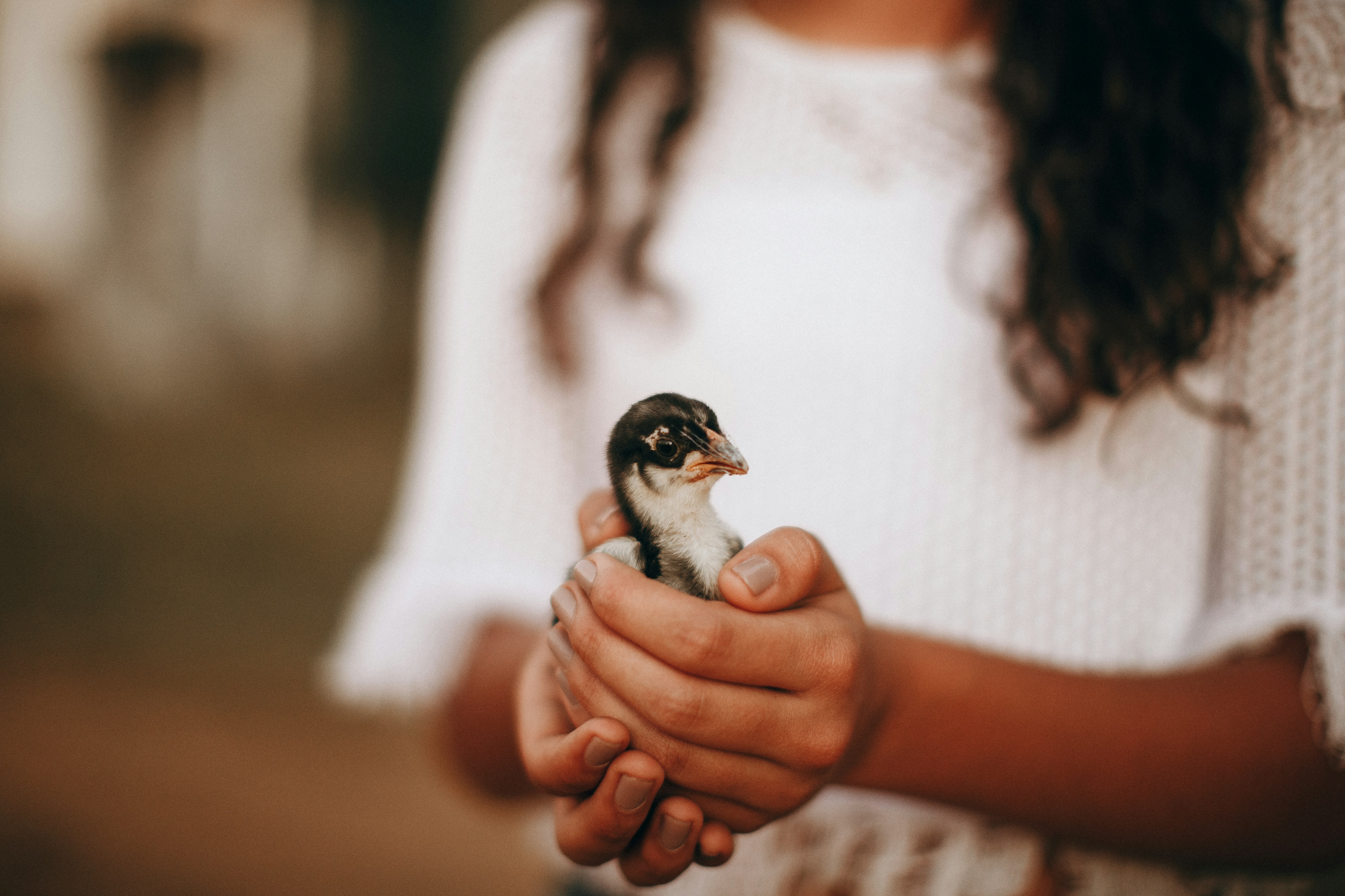 person holding white and black bird