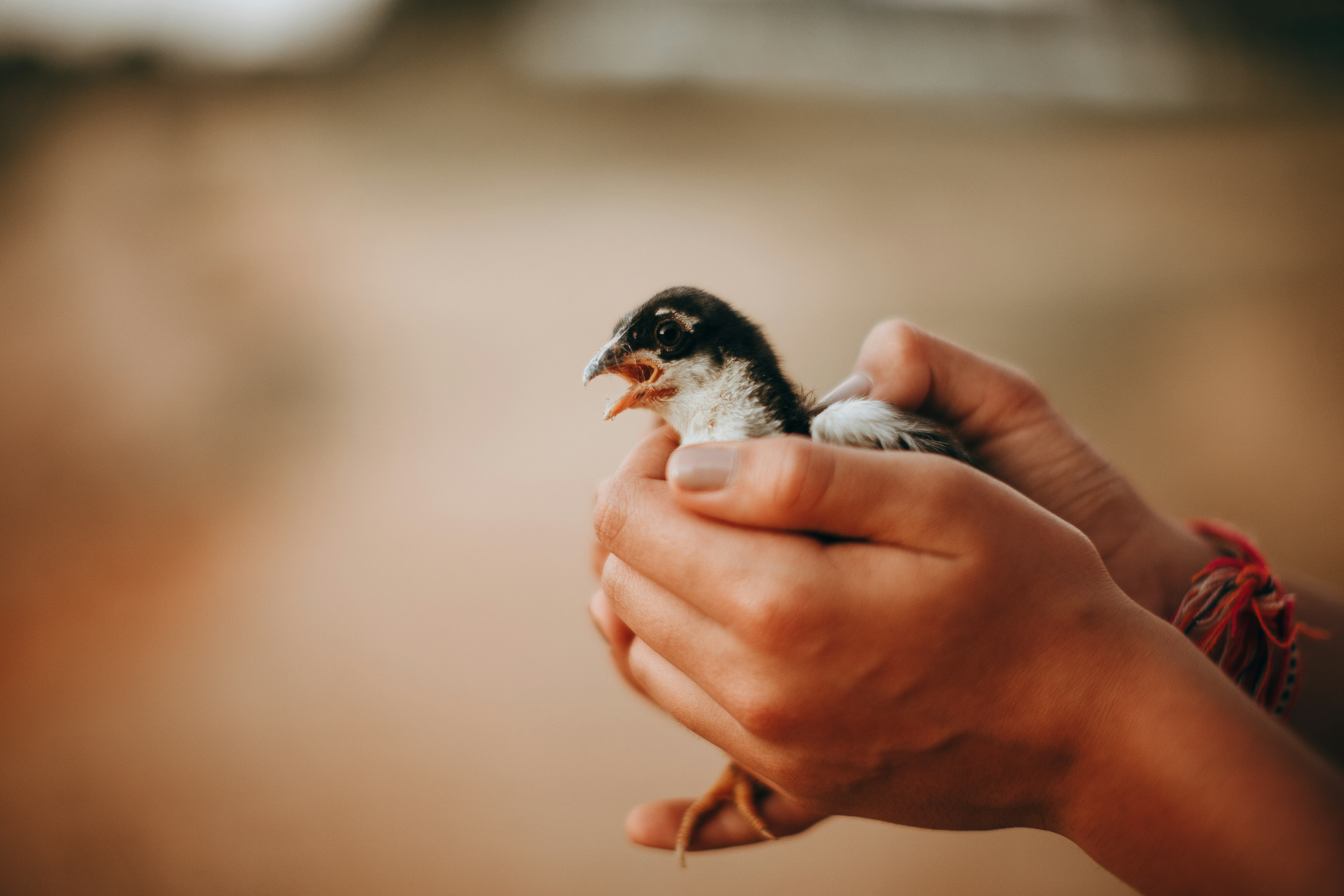white and black bird on persons hand