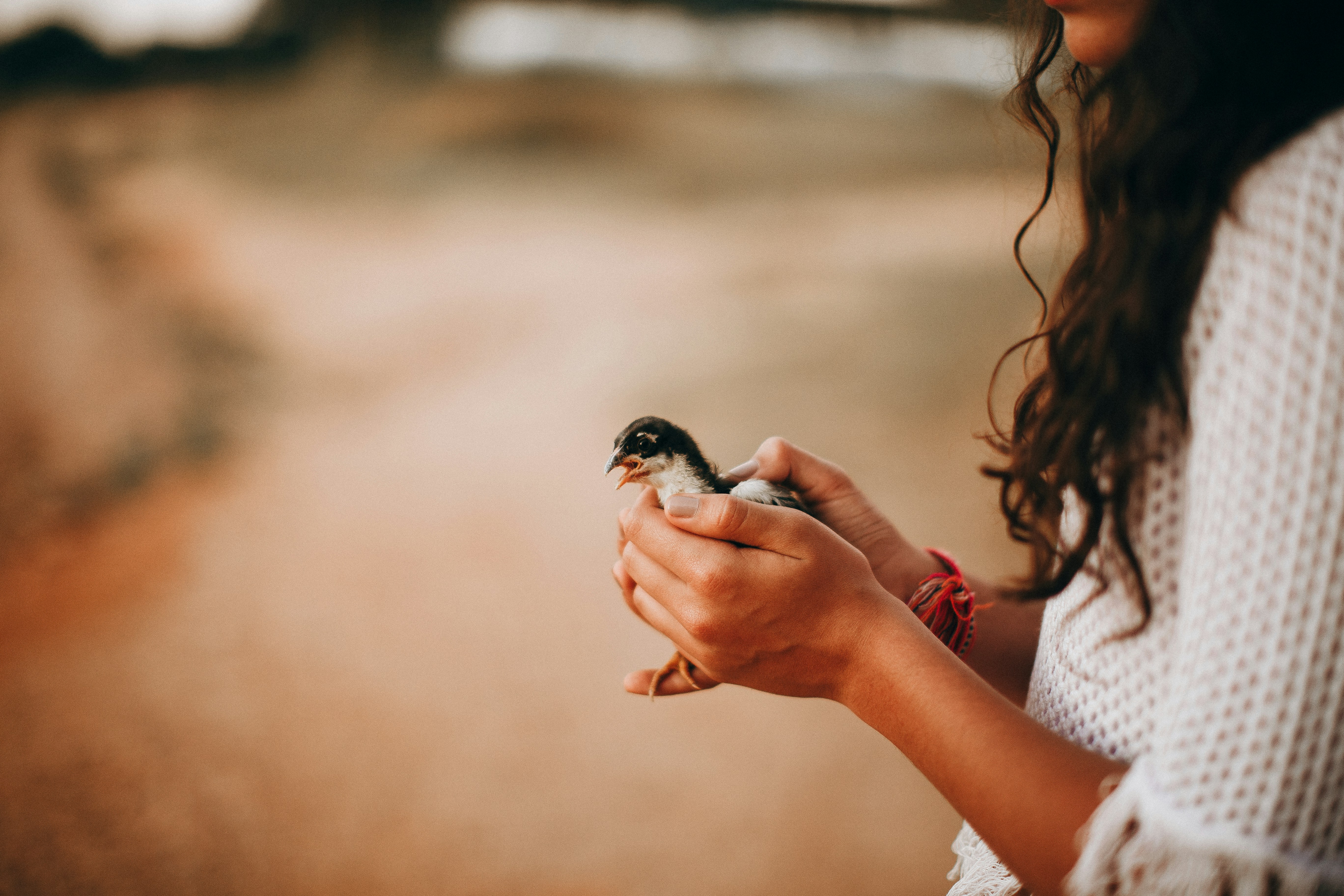 black bird on persons hand