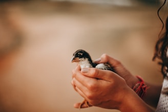 Hands softly holding a bird perched calmly, symbolizing trust and connection.
