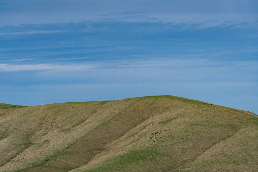 green grass field under blue sky during daytime