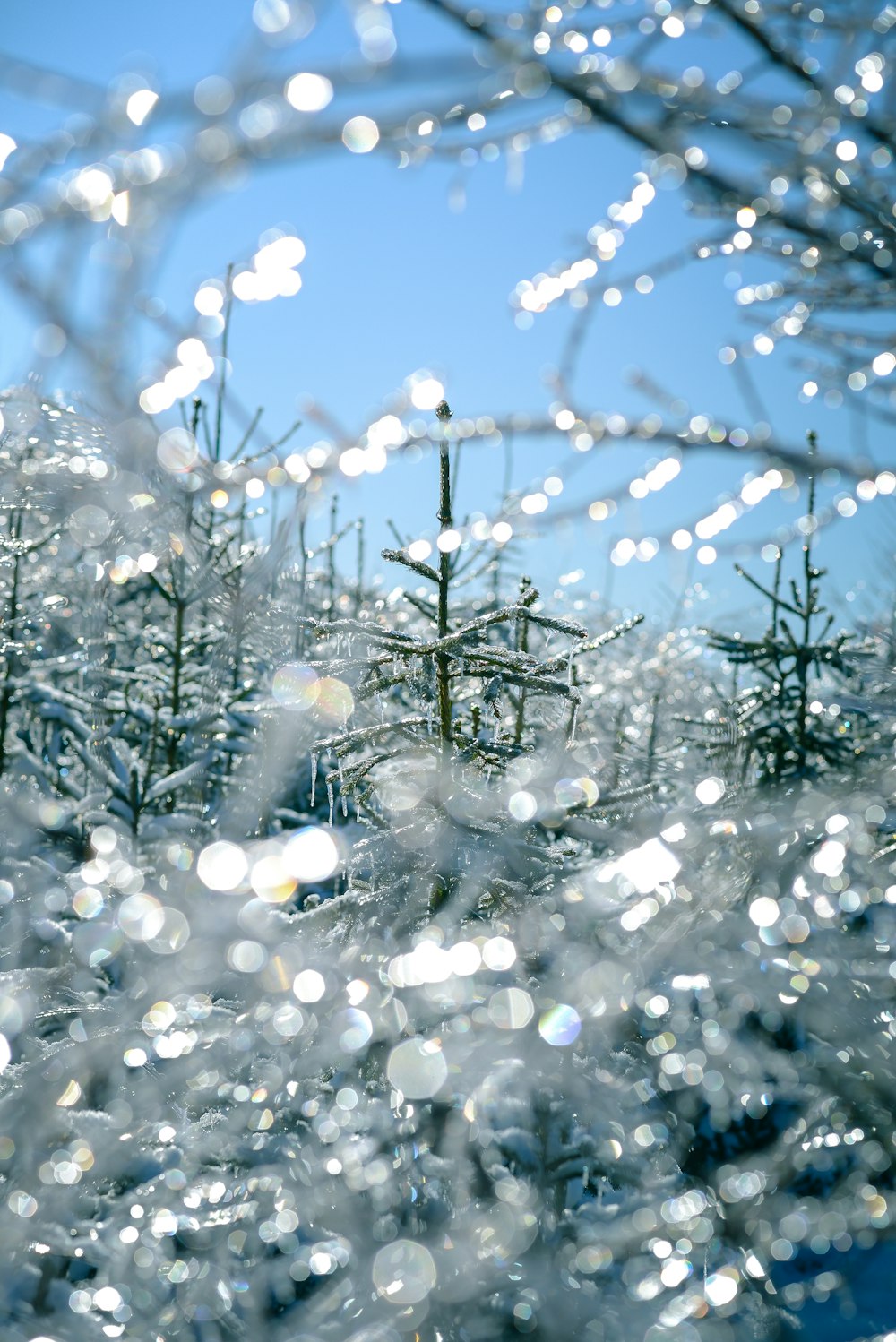 white and blue string lights on tree during daytime