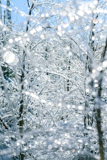 white string lights on tree