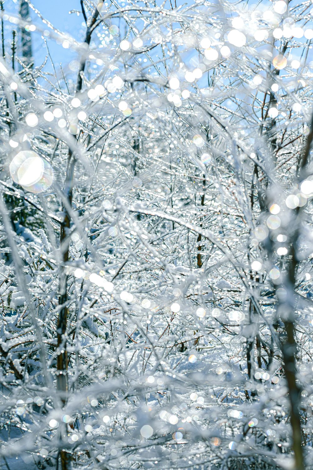 white string lights on tree