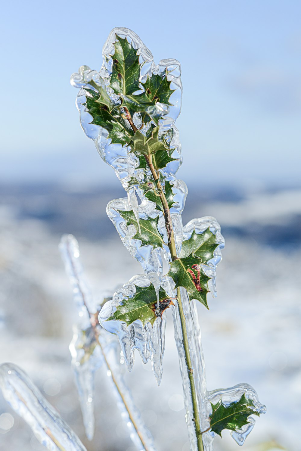 weiße Blume mit Wassertröpfchen