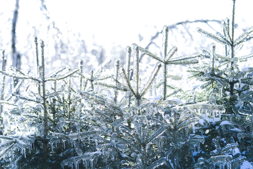 grayscale photo of snow covered plants