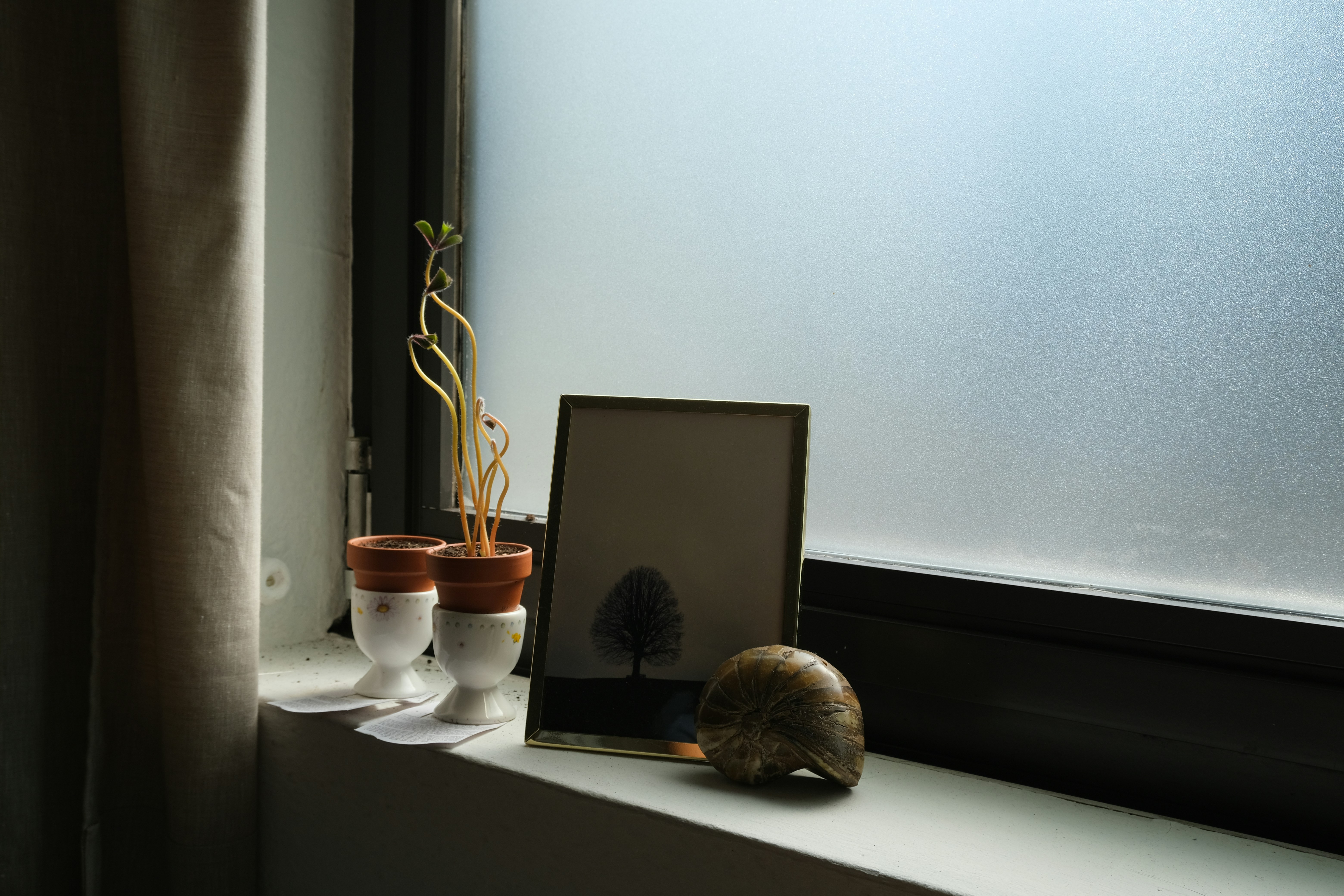 green plant on white ceramic pot