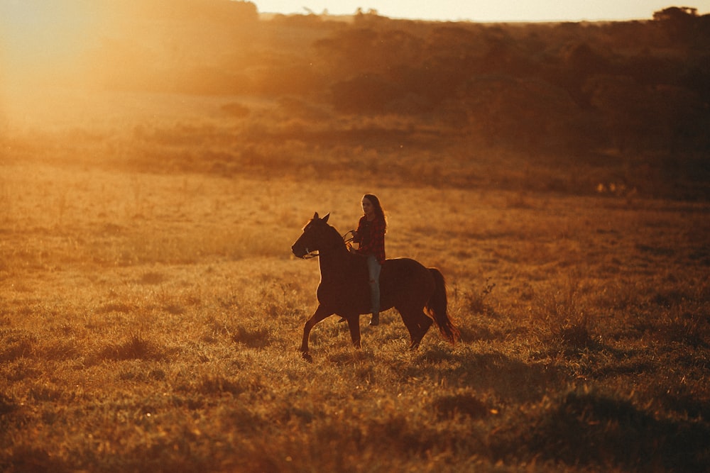 black horse on brown grass field during sunset