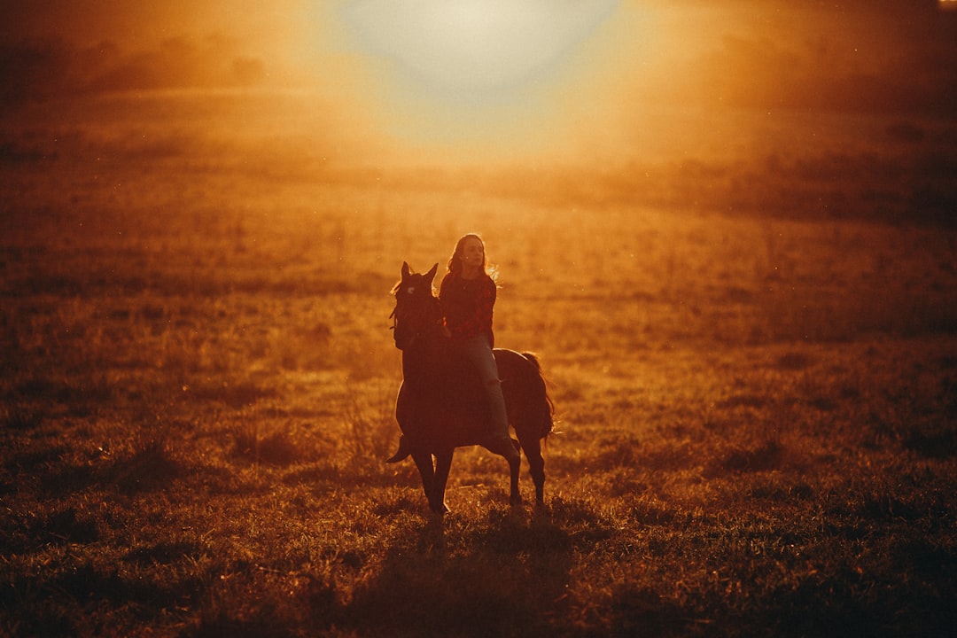 silhouette of 2 dogs on brown field during sunset