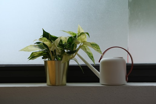 White ceramic watering can beside a green plant , illustrating effective indoor watering techniques