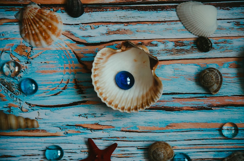 white and brown seashell on brown wooden surface