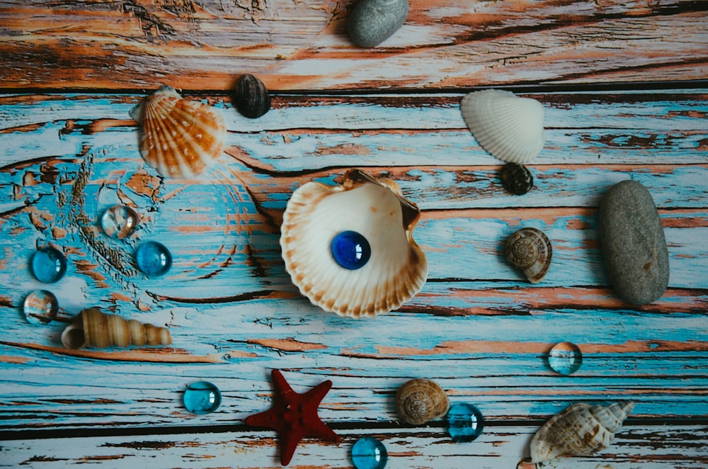 white and brown seashell on brown wooden surface