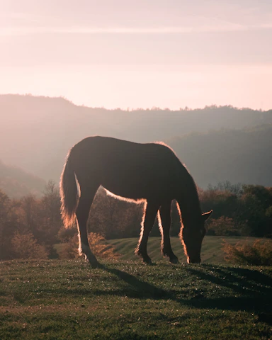A serene early morning scene at bpm stables with a majestic horse standing gracefully against a backdrop of misty paddocks and soft golden light.