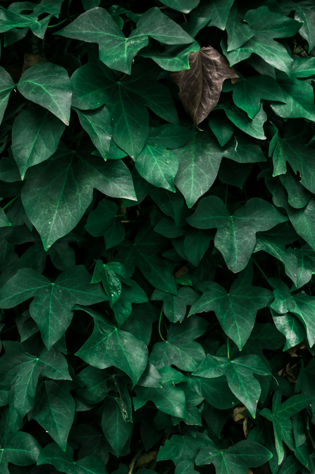 brown dried leaf on green leaves