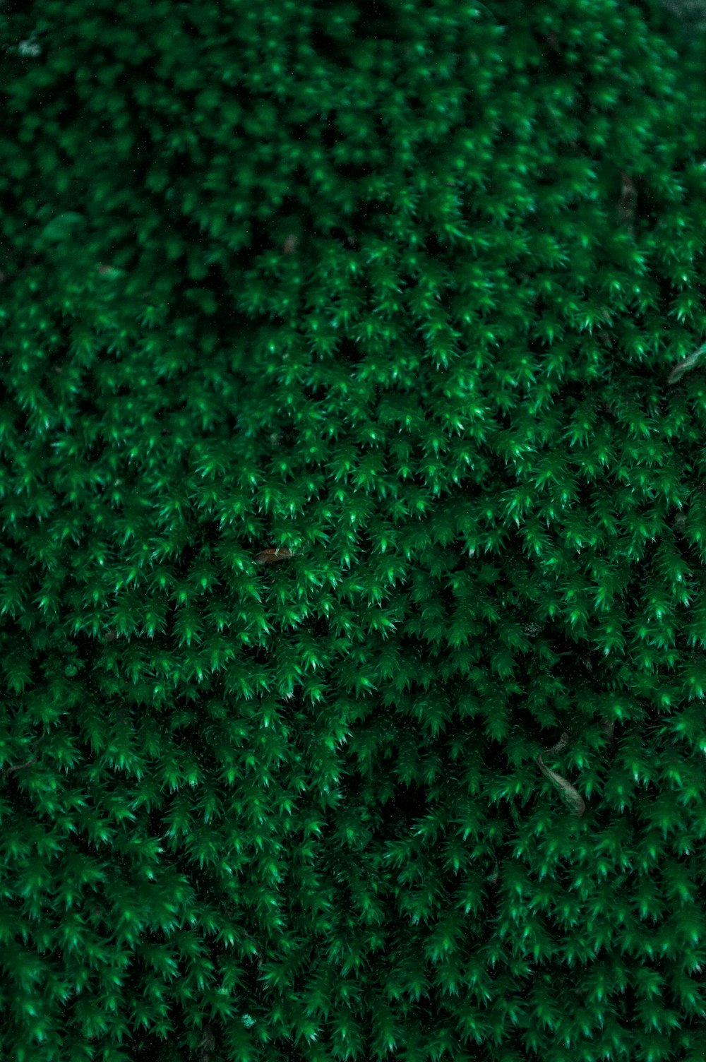 green grass in close up photography