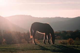 A cozy sweatshirt draped over a wooden fence with a horse grazing peacefully in the background at sunset.