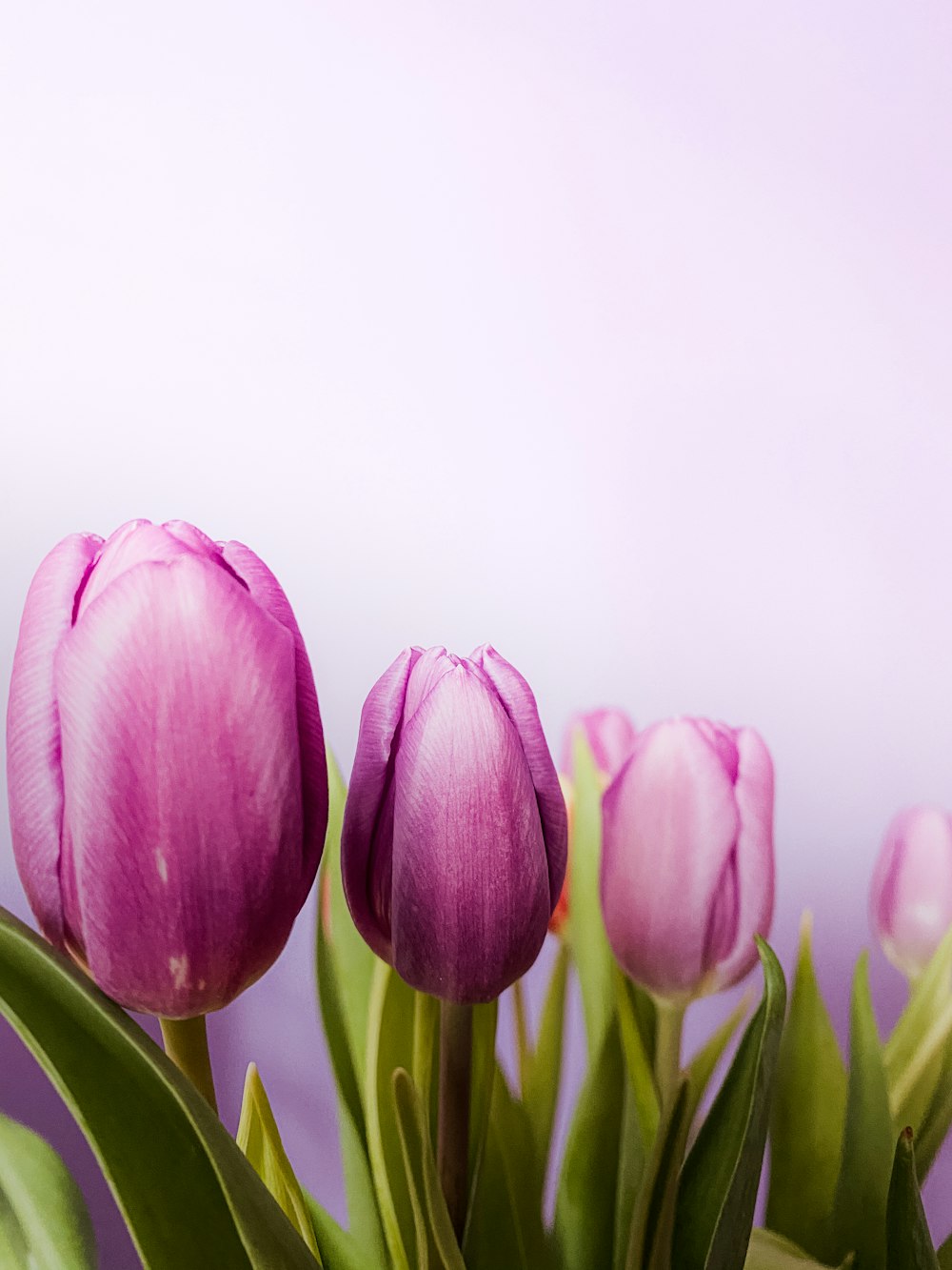 pink tulips in white background