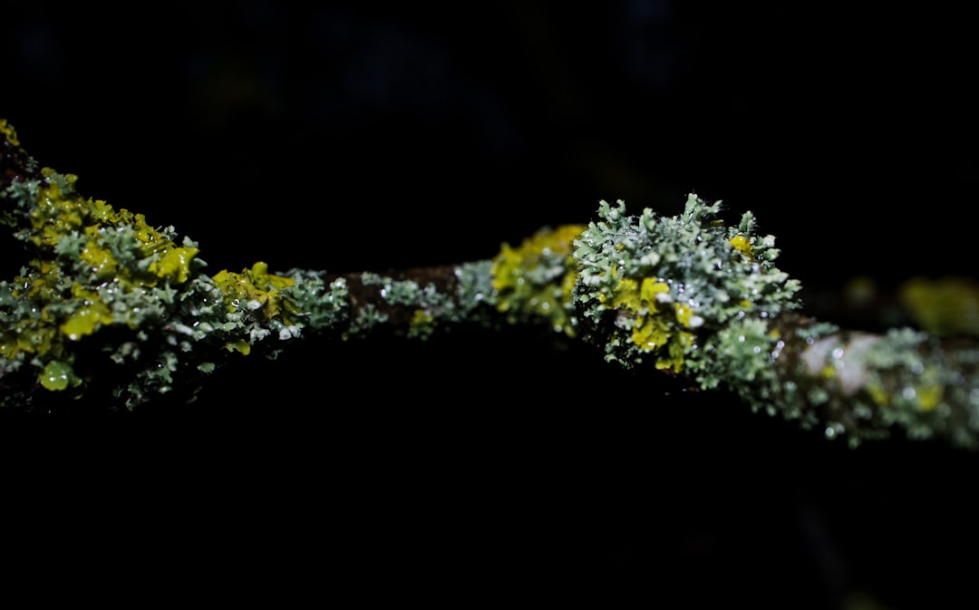 white and yellow flower in tilt shift lens