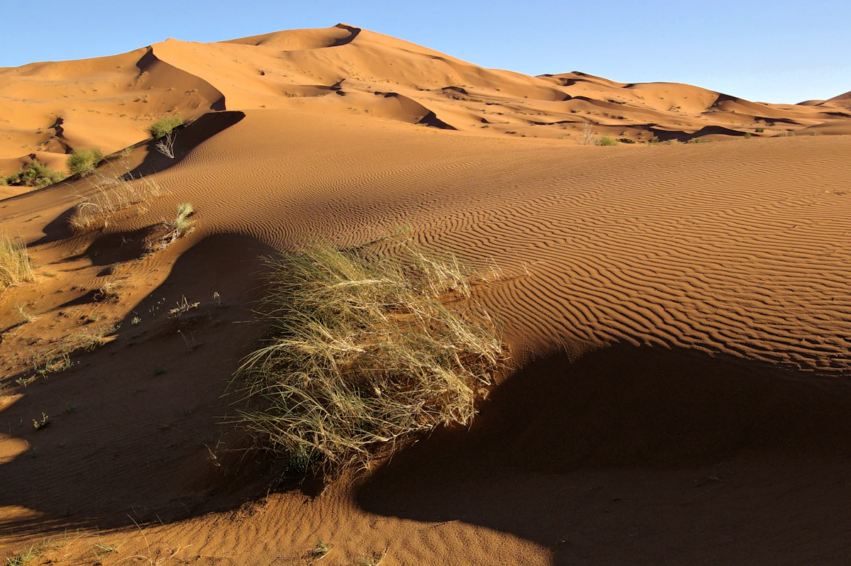 Sand dunes of Erg Chebbi near Merzouga, with tufts of desert grass in the foreground