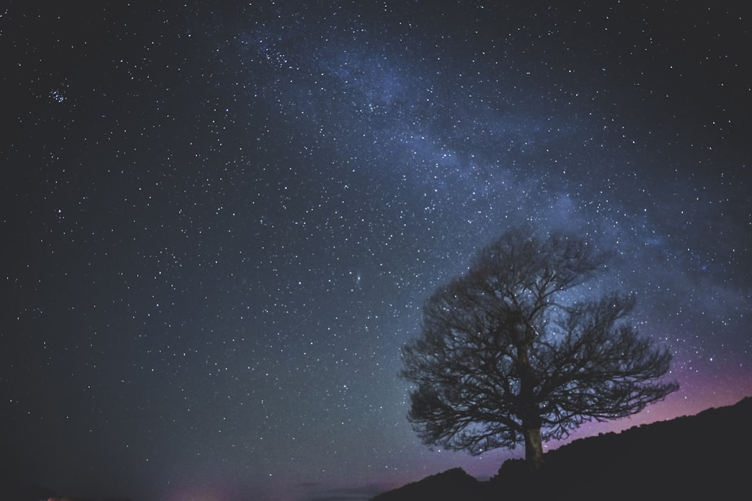 bare tree under starry night