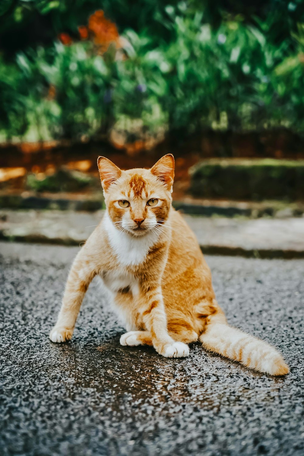 orange tabby cat on gray concrete floor