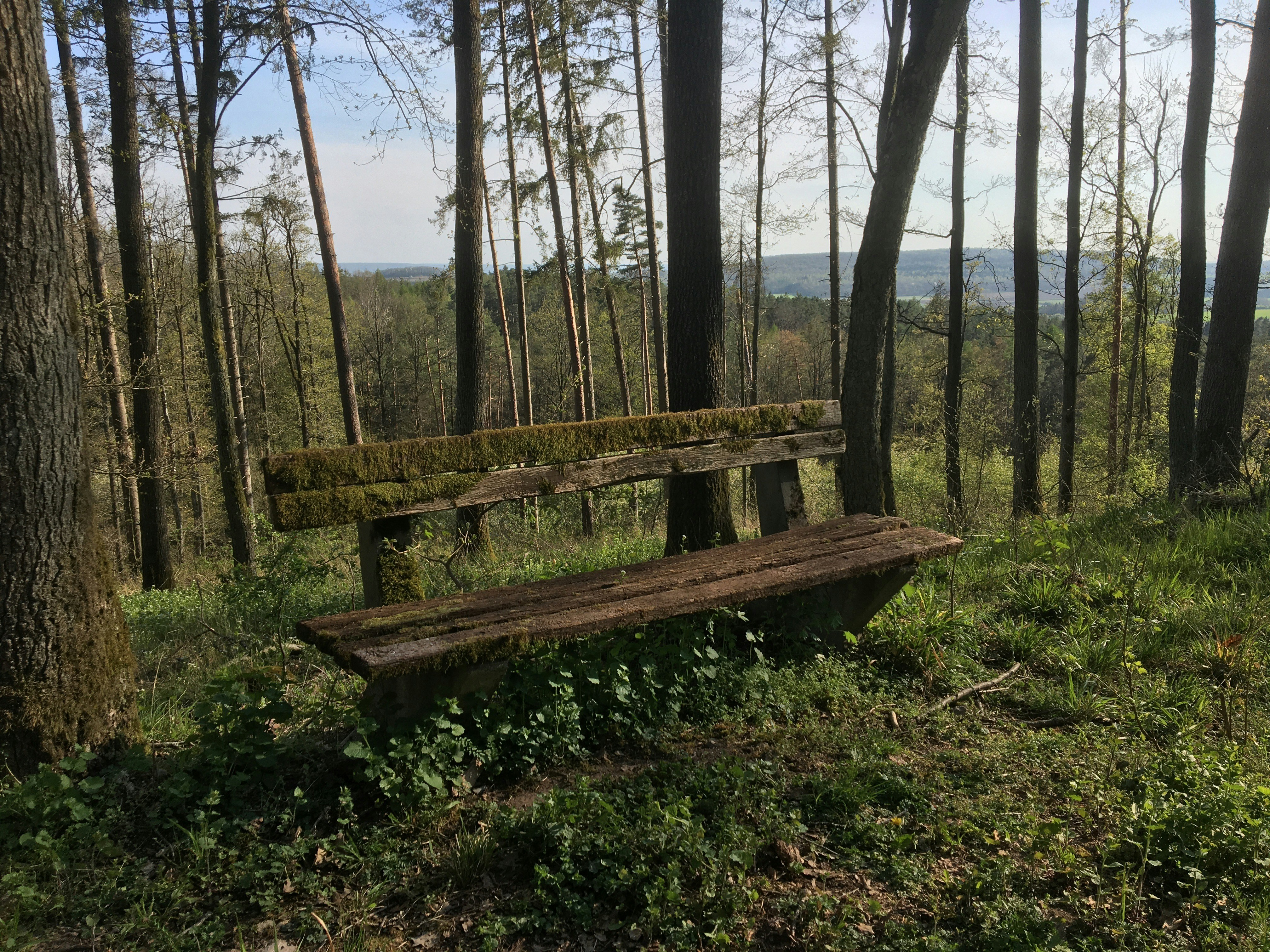 brown wooden bench on green grass field surrounded by trees during daytime