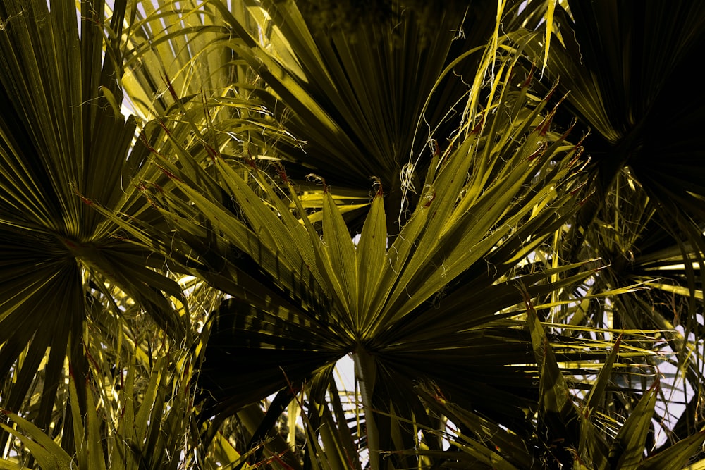 green palm tree during daytime