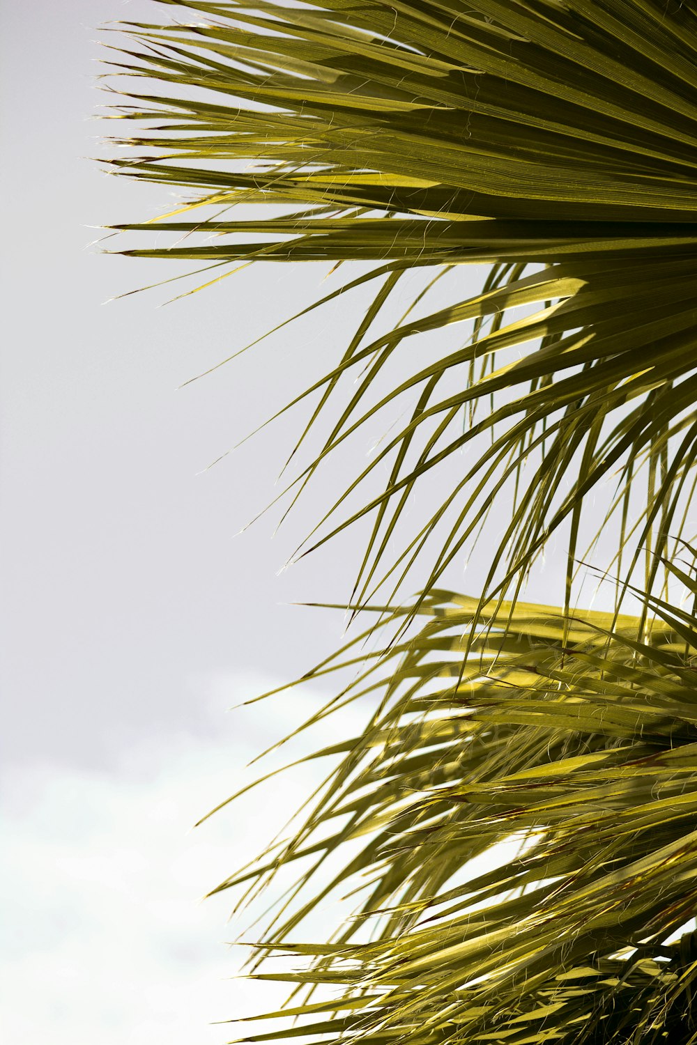 green palm tree under white clouds during daytime