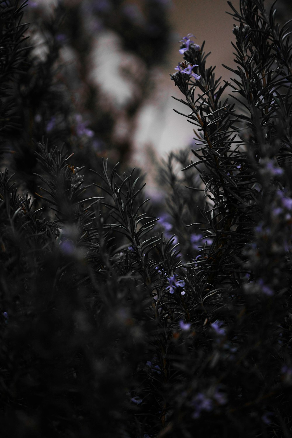 green plant in close up photography