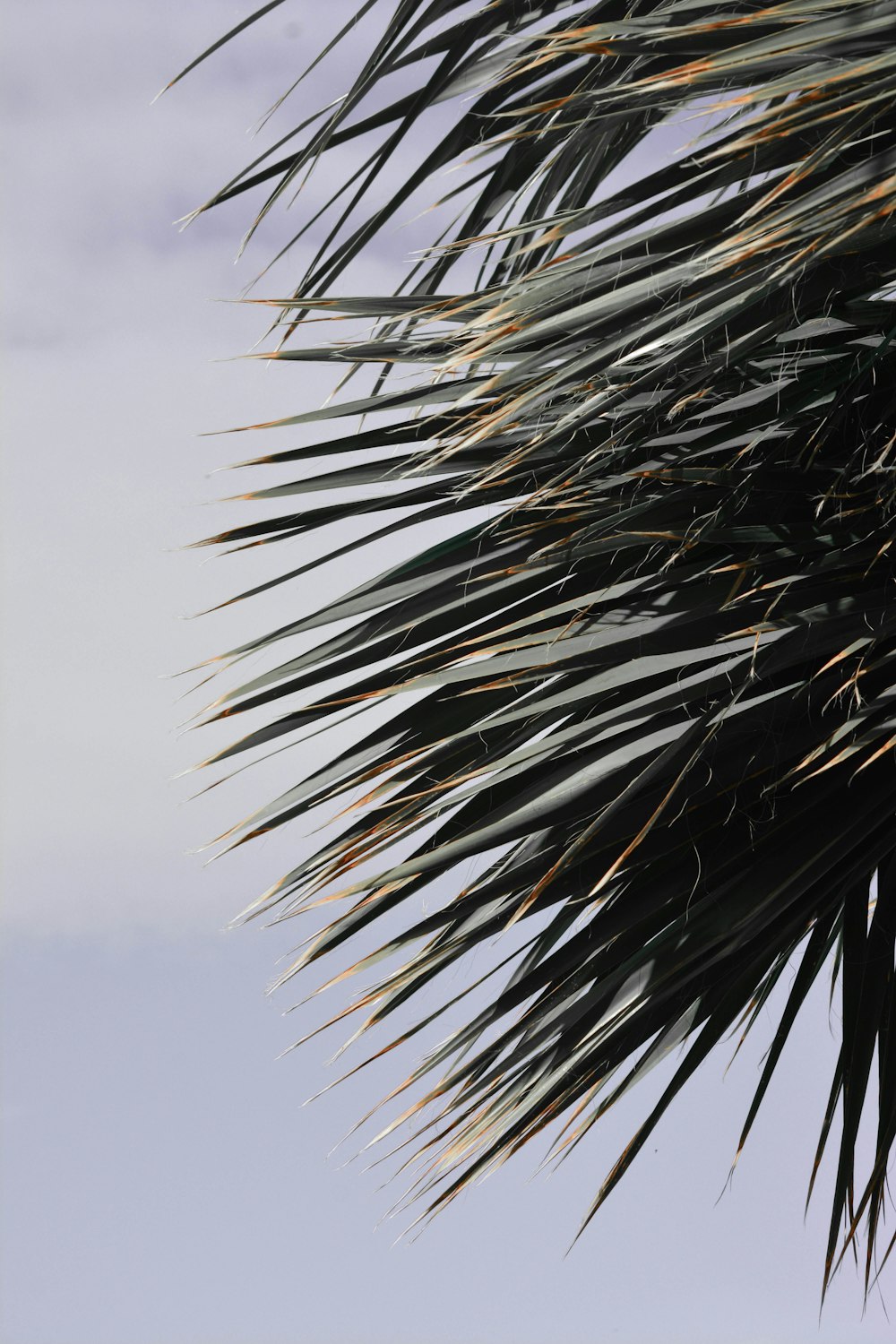 green plant under white clouds