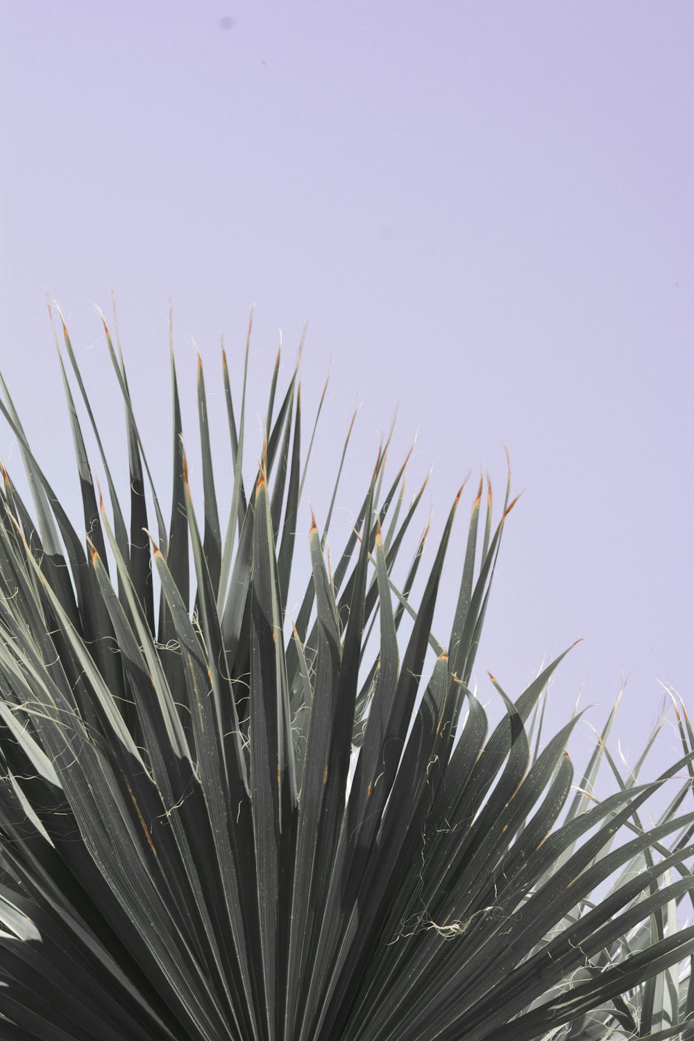 gray and black plant during daytime