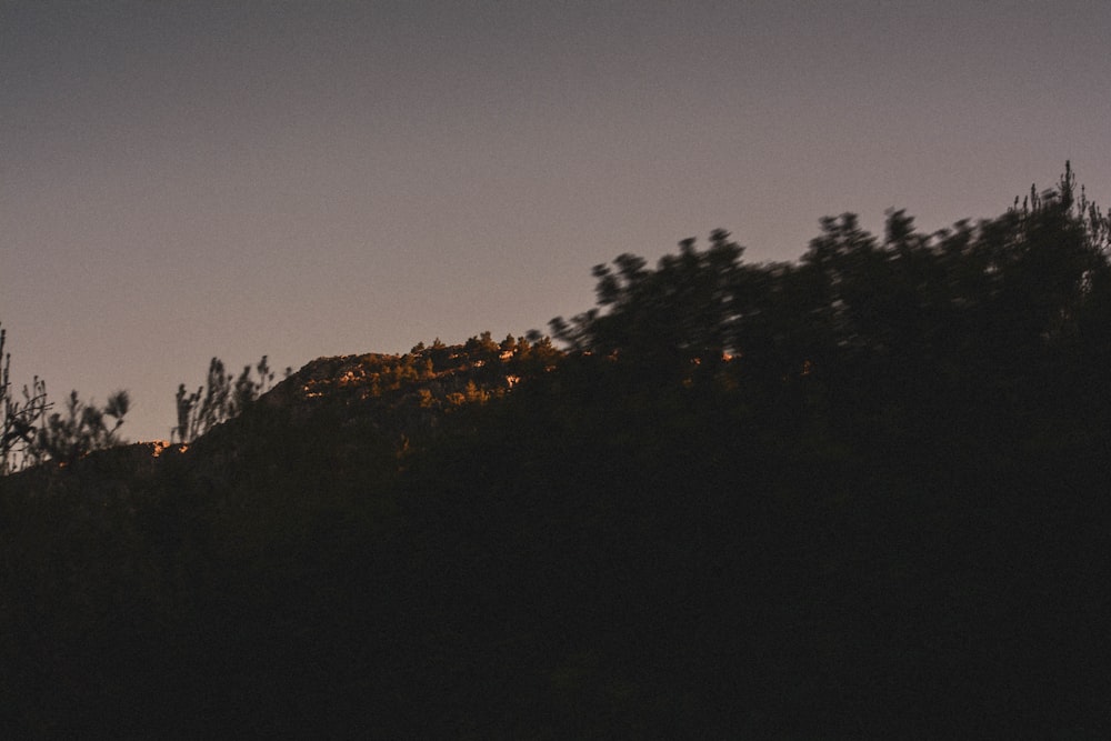 green trees on mountain during daytime