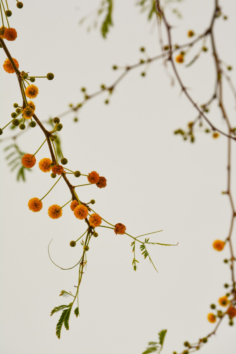 brown round fruits on tree branch