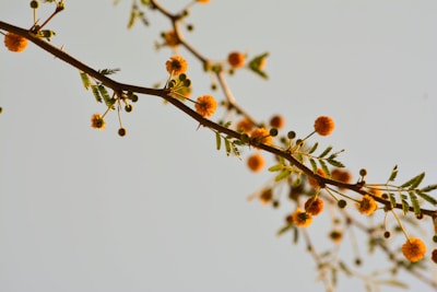 brown round fruits on brown tree branch
