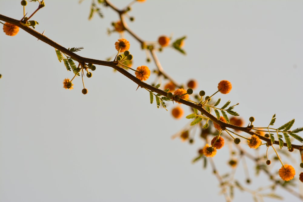 brown round fruits on brown tree branch