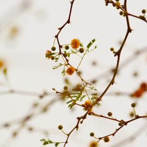 brown round fruit in tilt shift lens