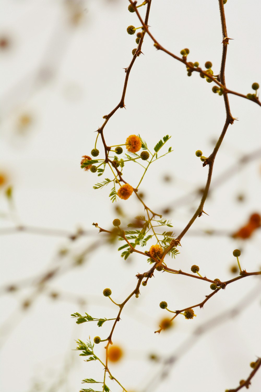 brown round fruit in tilt shift lens