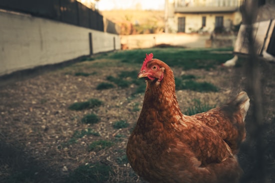 A brown chicken stands in a grassy area within a fenced yard. The background features a building and some greenery, suggesting a rural or farm setting. Soft lighting creates a warm atmosphere, casting gentle shadows on the ground.