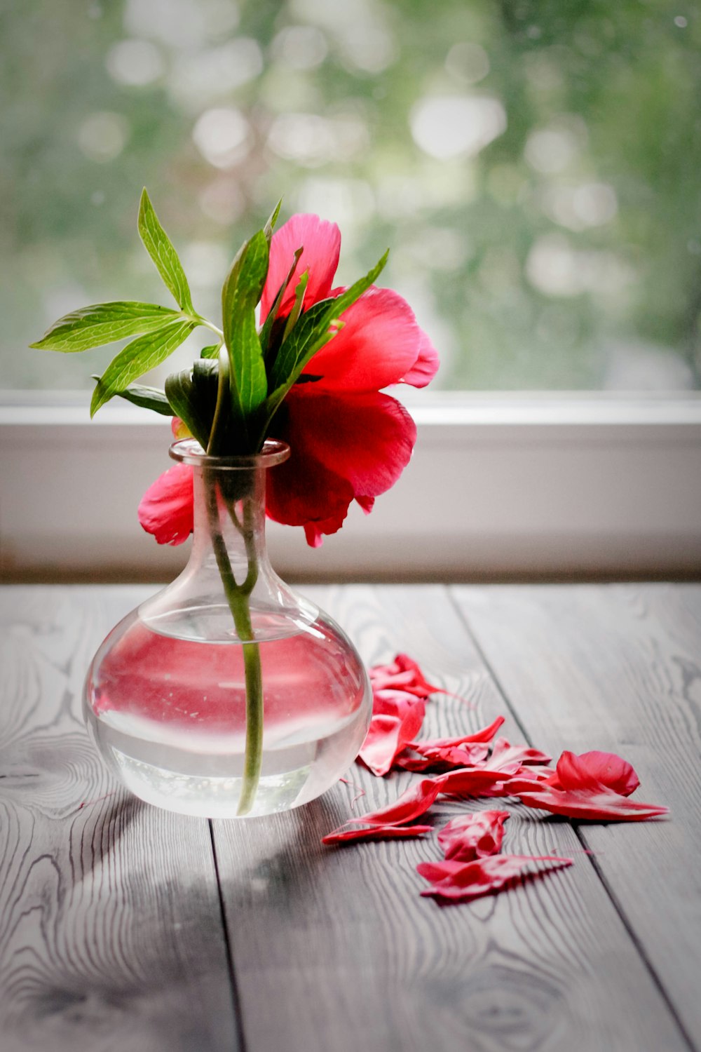 pink flower in clear glass vase on table
