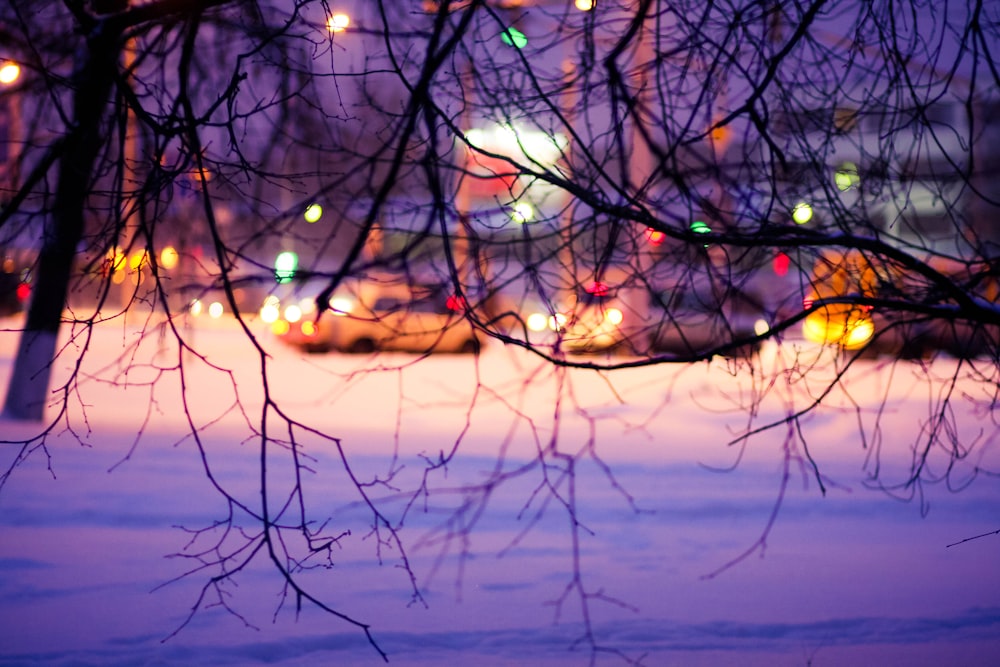 bare tree with string lights during night time