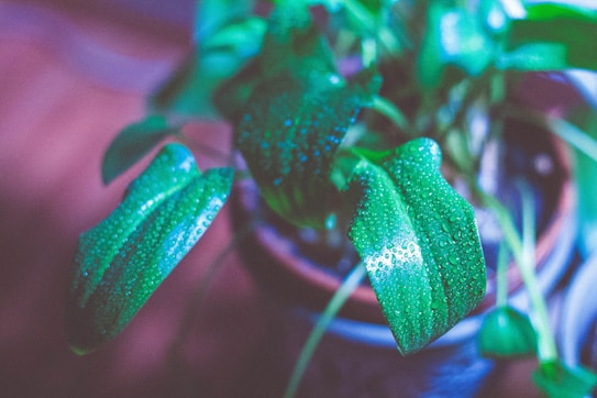 Dew-covered green leaves with visible droplets creating a refreshing, natural texture. The leaves exhibit a glossy, vibrant appearance, suggesting they belong to a healthy plant in a pot. Soft focus and diffused lighting enhance the tranquil atmosphere.