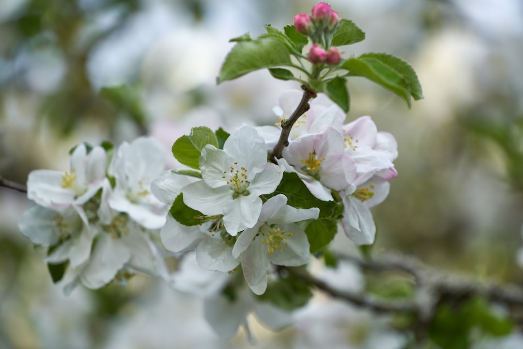 white and pink flower in tilt shift lens