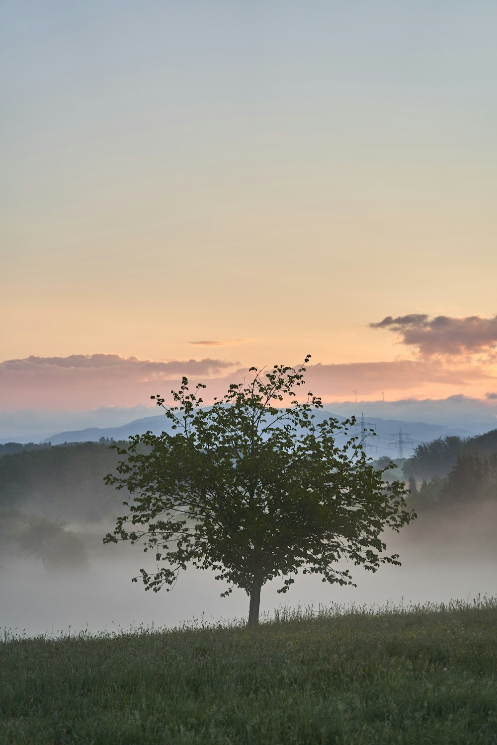 green tree on foggy weather