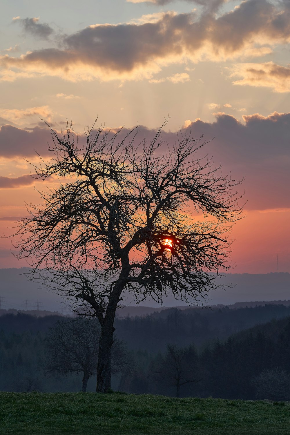 leafless tree on the field during sunset