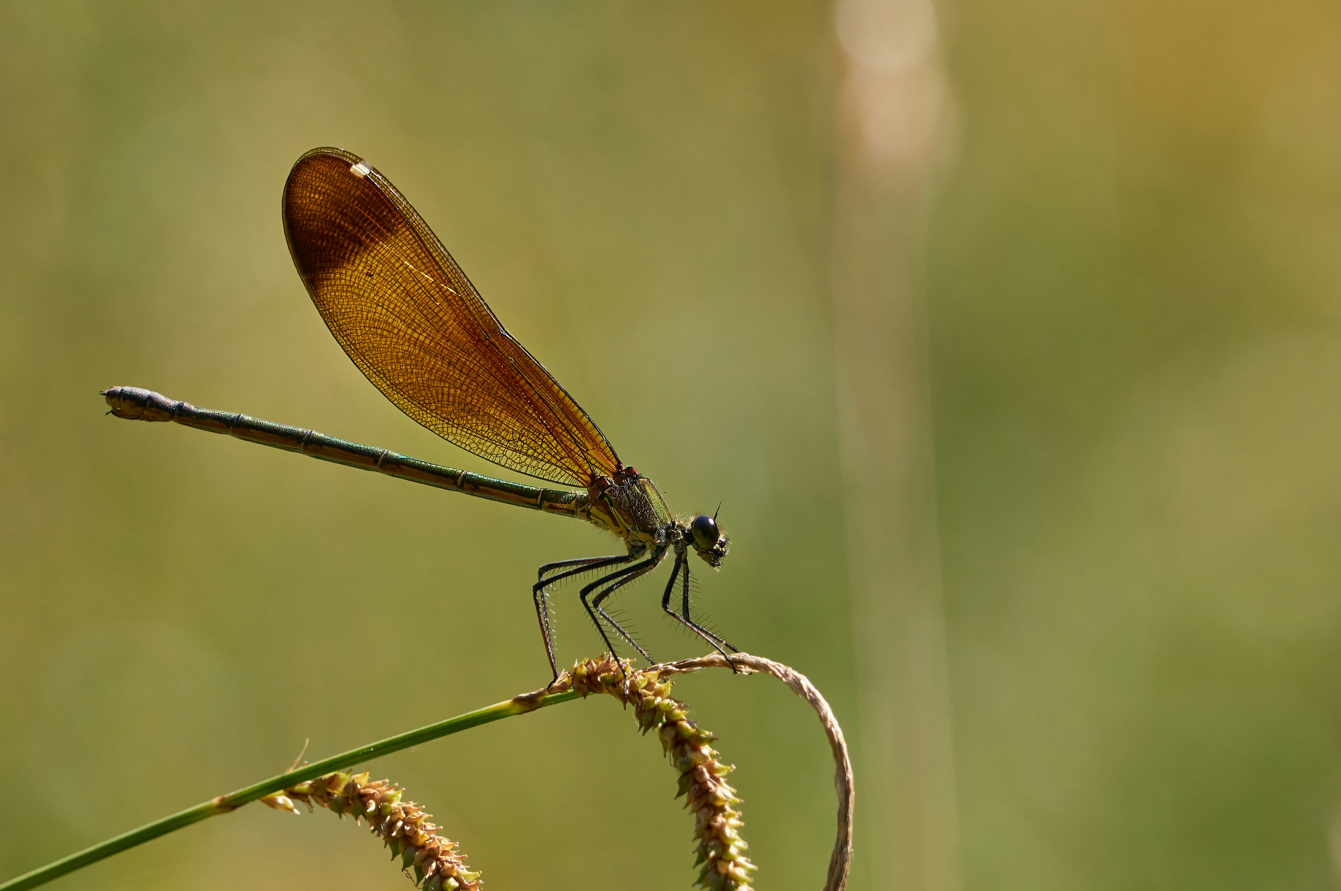 Photo by wolfgang_hasselmann