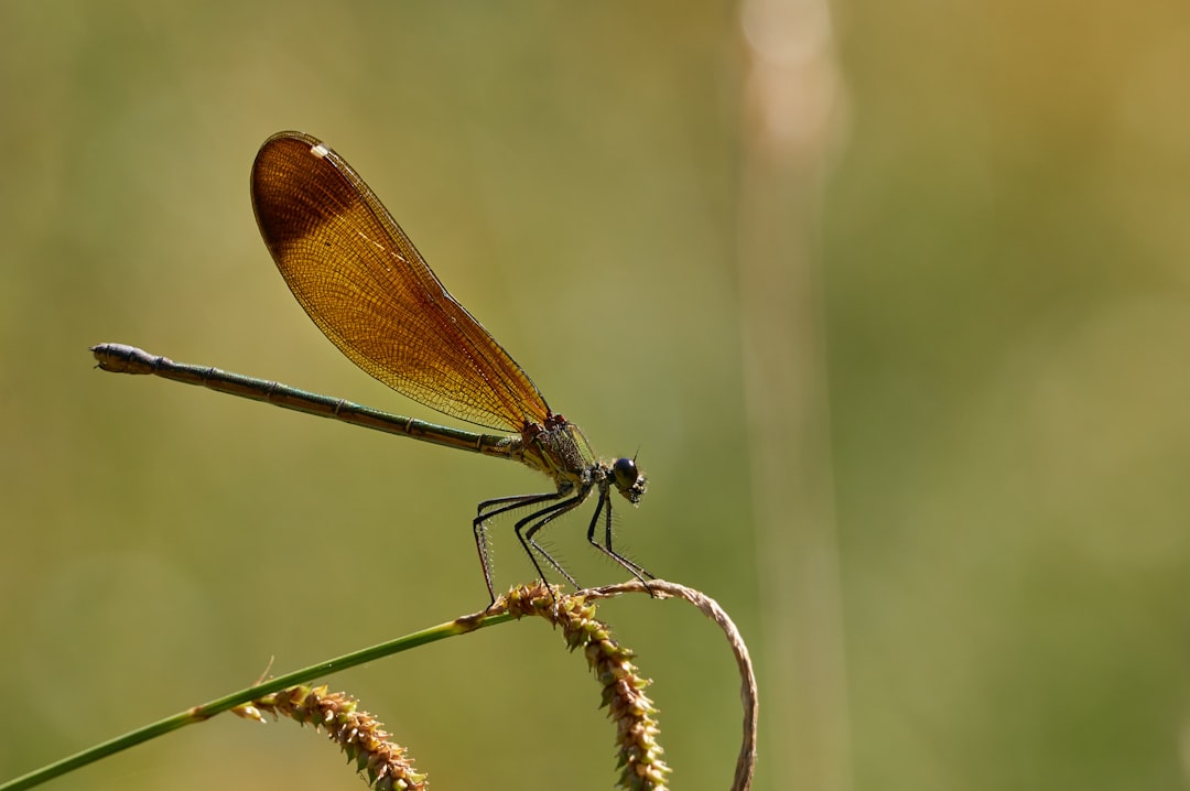 brown and black dragonfly on brown plant stem in close up photography during daytime